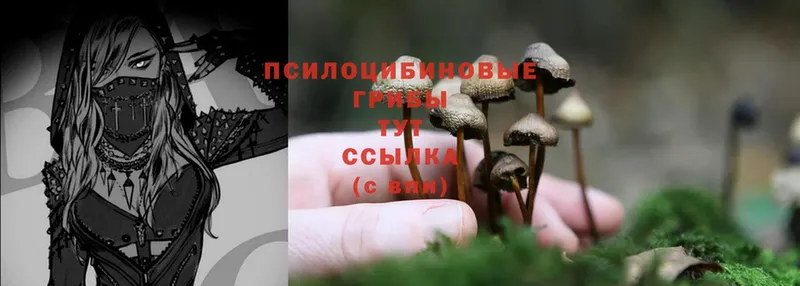 Галлюциногенные грибы Psilocybe  Белогорск 